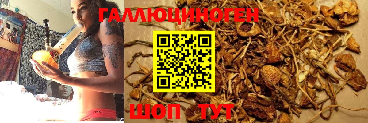 Галлюциногенные грибы GOLDEN TEACHER  Вход с VPN  Гусиноозёрск 